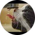 colfor58 Avatar