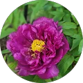 Almeda Banjoman Avatar